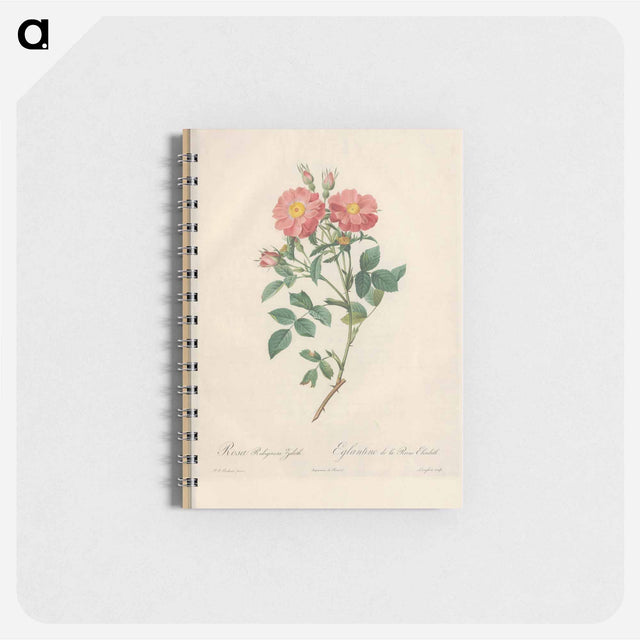 アートメモ帳-Rose illustration - ピエール ジョゼフ ルドゥーテ Memo.