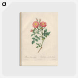 アートポストカード-Rose illustration - ピエール ジョゼフ ルドゥーテ Postcard.