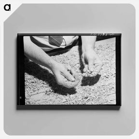 アートパネル-Packing Spinach
 - ラッセル リー Canvas.