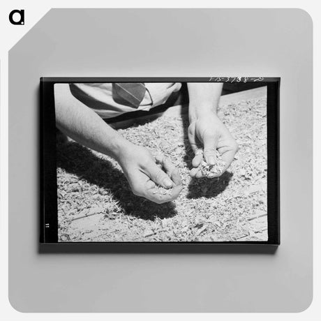 アートパネル-Packing Spinach
 - ラッセル リー Canvas.