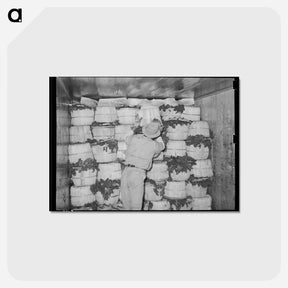 アートポストカード-Packing Spinach
 - ラッセル リー Postcard.