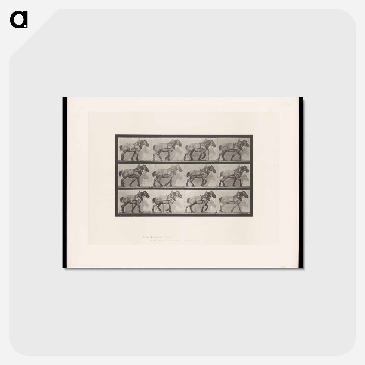 アートポストカード-Horse in Motion
 - エドワード マイブリッジ Postcard.