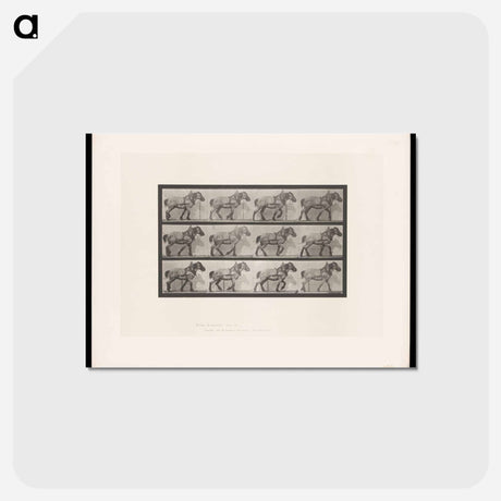 アートポストカード-Horse in Motion
 - エドワード マイブリッジ Postcard.