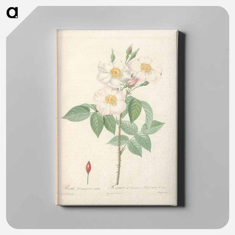 アートパネル-Rose illustration - ピエール ジョゼフ ルドゥーテ Canvas.