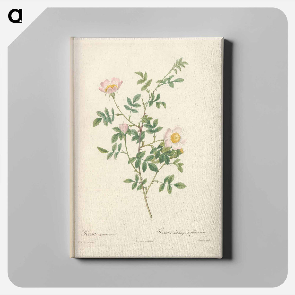 アートパネル-Rose illustration - ピエール ジョゼフ ルドゥーテ Canvas.
