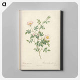 アートパネル-Rose illustration - ピエール ジョゼフ ルドゥーテ Canvas.