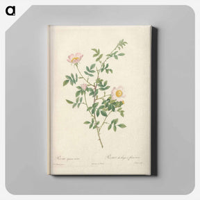 アートパネル-Rose illustration - ピエール ジョゼフ ルドゥーテ Canvas.