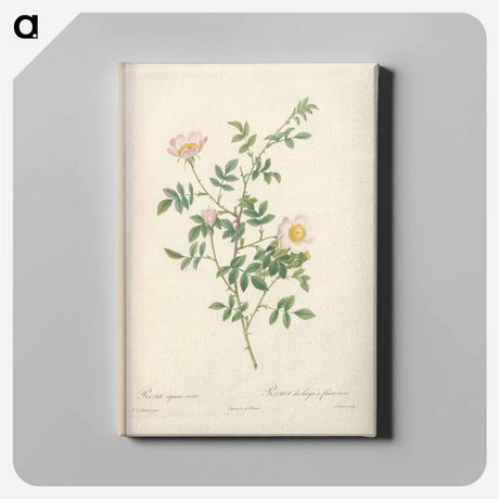 アートパネル-Rose illustration - ピエール ジョゼフ ルドゥーテ Canvas.