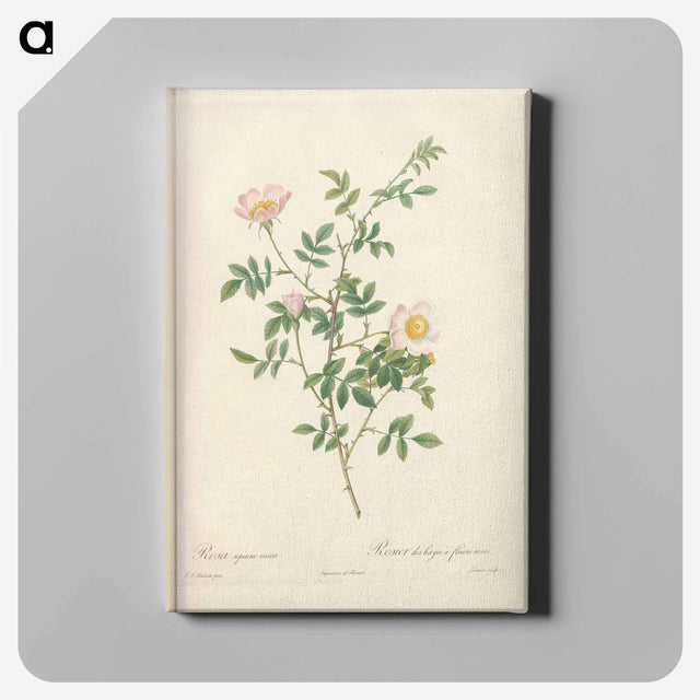 アートパネル-Rose illustration - ピエール ジョゼフ ルドゥーテ Canvas.
