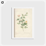 アートポストカード-Rose illustration - ピエール ジョゼフ ルドゥーテ Postcard.