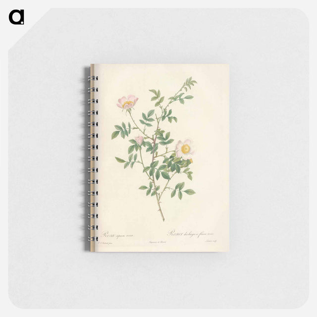 アートメモ帳-Rose illustration - ピエール ジョゼフ ルドゥーテ Memo.