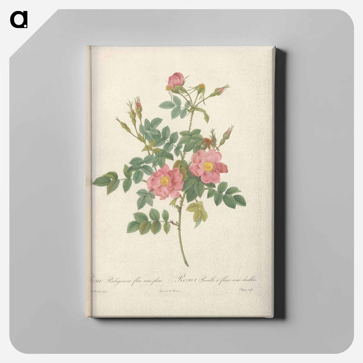 アートパネル-Rose illustration - ピエール ジョゼフ ルドゥーテ Canvas.