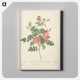 アートパネル-Rose illustration - ピエール ジョゼフ ルドゥーテ Canvas.