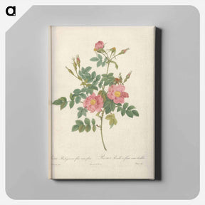 アートパネル-Rose illustration - ピエール ジョゼフ ルドゥーテ Canvas.