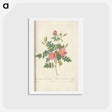 アートポストカード-Rose illustration - ピエール ジョゼフ ルドゥーテ Postcard.