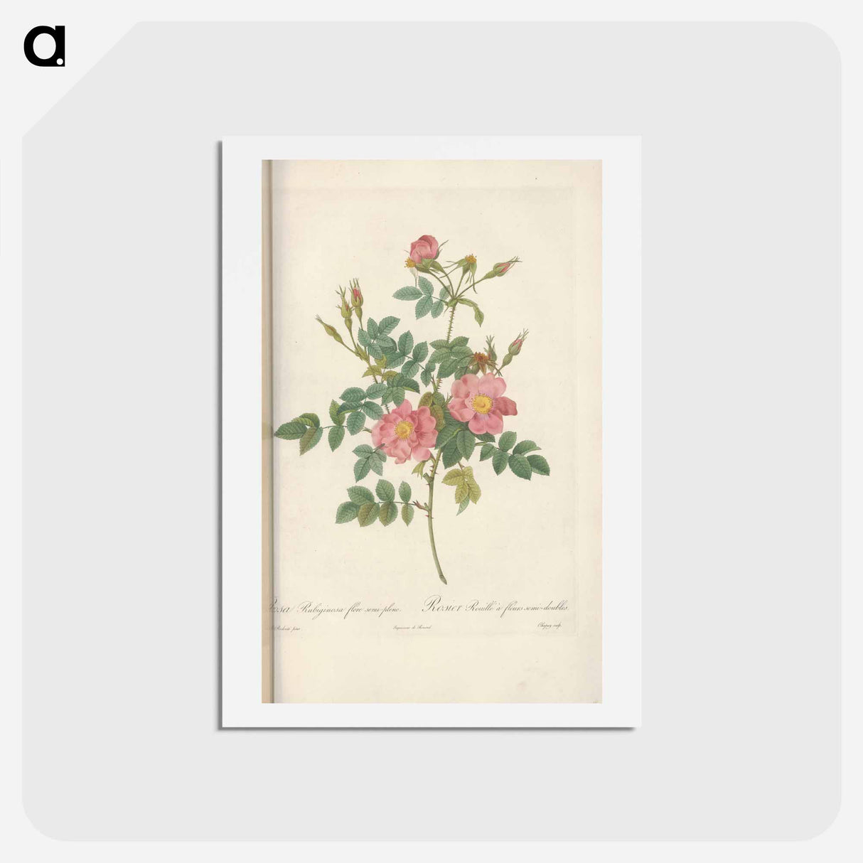 アートポストカード-Rose illustration - ピエール ジョゼフ ルドゥーテ Postcard.