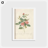 アートポストカード-Rose illustration - ピエール ジョゼフ ルドゥーテ Postcard.