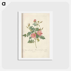 アートポストカード-Rose illustration - ピエール ジョゼフ ルドゥーテ Postcard.