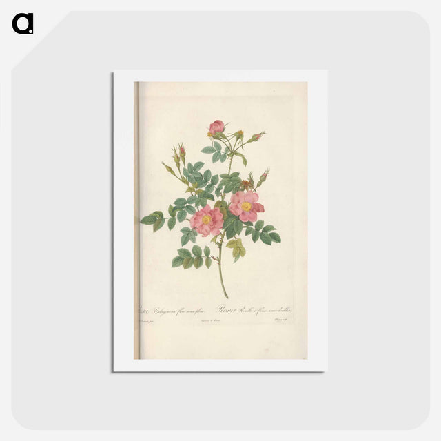 アートポストカード-Rose illustration - ピエール ジョゼフ ルドゥーテ Postcard.