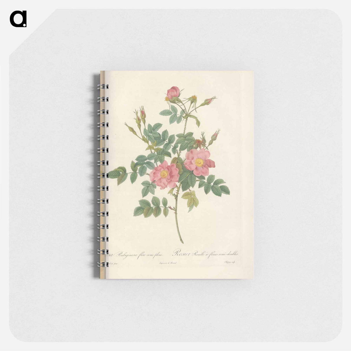 アートメモ帳-Rose illustration - ピエール ジョゼフ ルドゥーテ Memo.
