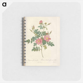 アートメモ帳-Rose illustration - ピエール ジョゼフ ルドゥーテ Memo.