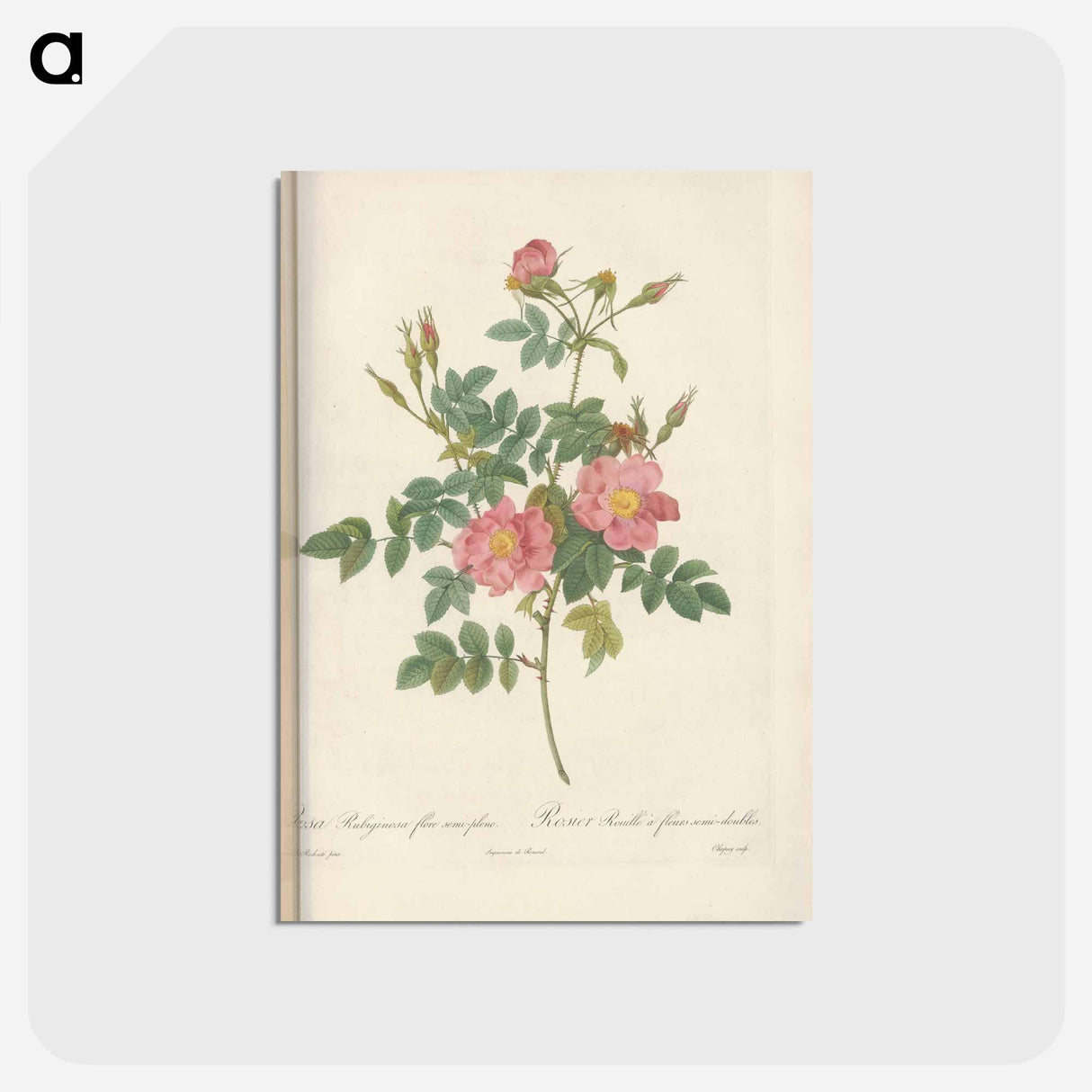 アートポストカード-Rose illustration - ピエール ジョゼフ ルドゥーテ Postcard.