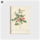 アートポストカード-Rose illustration - ピエール ジョゼフ ルドゥーテ Postcard.