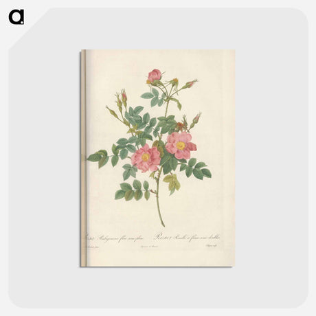 アートポストカード-Rose illustration - ピエール ジョゼフ ルドゥーテ Postcard.