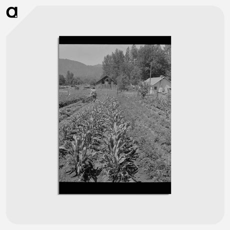 アートポストカード-Garden in Jackson County
 - ラッセル リー Postcard.