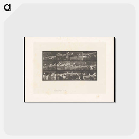 アートポストカード-Storks and Swans
 - エドワード マイブリッジ Postcard.
