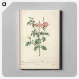 アートパネル-Rose illustration - ピエール ジョゼフ ルドゥーテ Canvas.