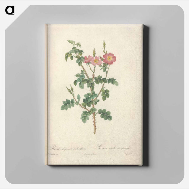 アートパネル-Rose illustration - ピエール ジョゼフ ルドゥーテ Canvas.