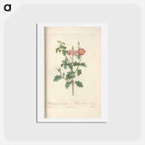 アートポストカード-Rose illustration - ピエール ジョゼフ ルドゥーテ Postcard.