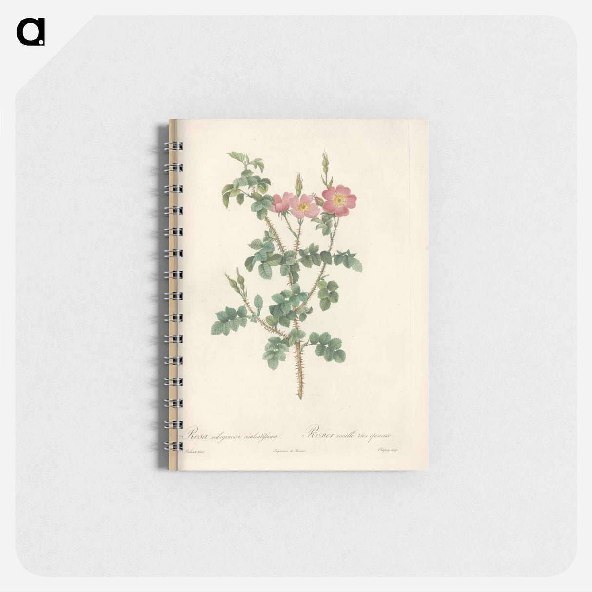 アートメモ帳-Rose illustration - ピエール ジョゼフ ルドゥーテ Memo.