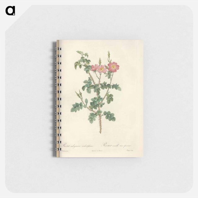 アートメモ帳-Rose illustration - ピエール ジョゼフ ルドゥーテ Memo.