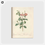 アートポストカード-Rose illustration - ピエール ジョゼフ ルドゥーテ Postcard.