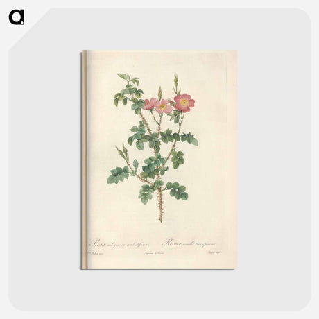 アートポストカード-Rose illustration - ピエール ジョゼフ ルドゥーテ Postcard.
