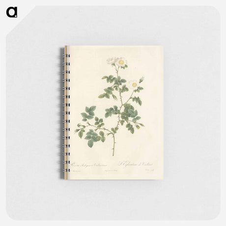 アートメモ帳-Rose illustration - ピエール ジョゼフ ルドゥーテ Memo.