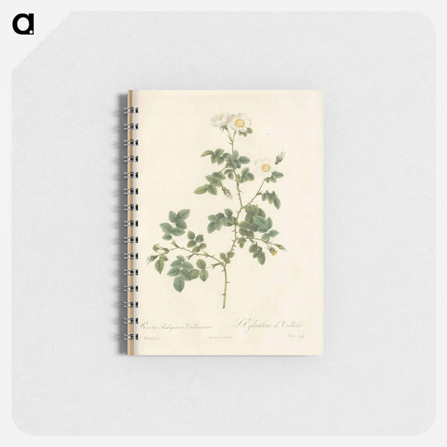 アートメモ帳-Rose illustration - ピエール ジョゼフ ルドゥーテ Memo.