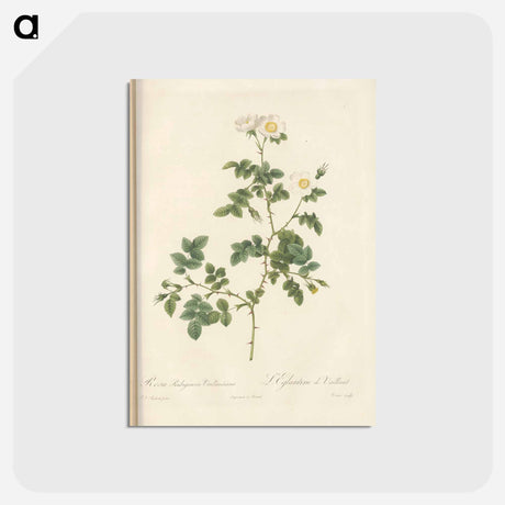 アートポストカード-Rose illustration - ピエール ジョゼフ ルドゥーテ Postcard.