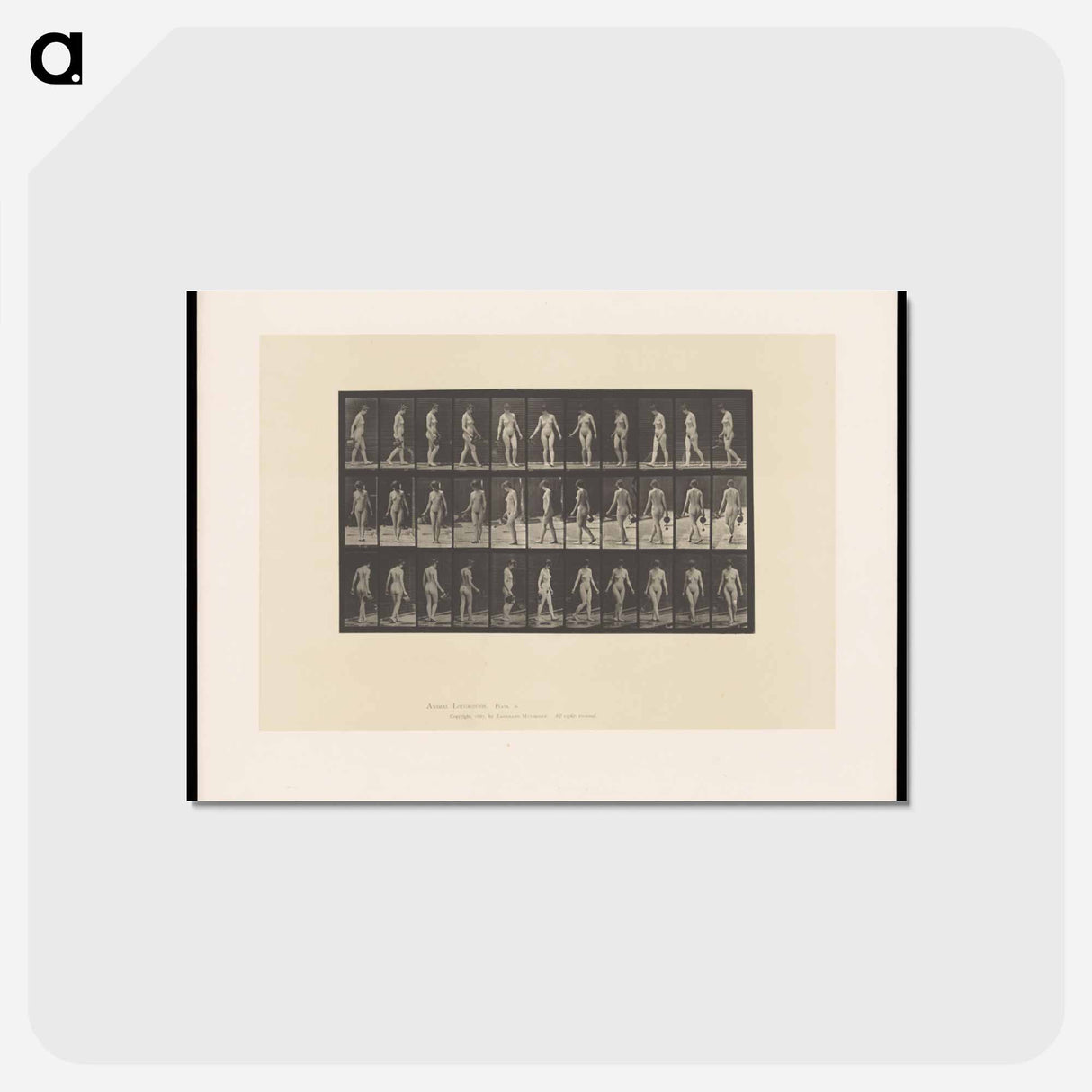 アートポストカード-Naked Woman Walking
 - エドワード マイブリッジ Postcard.