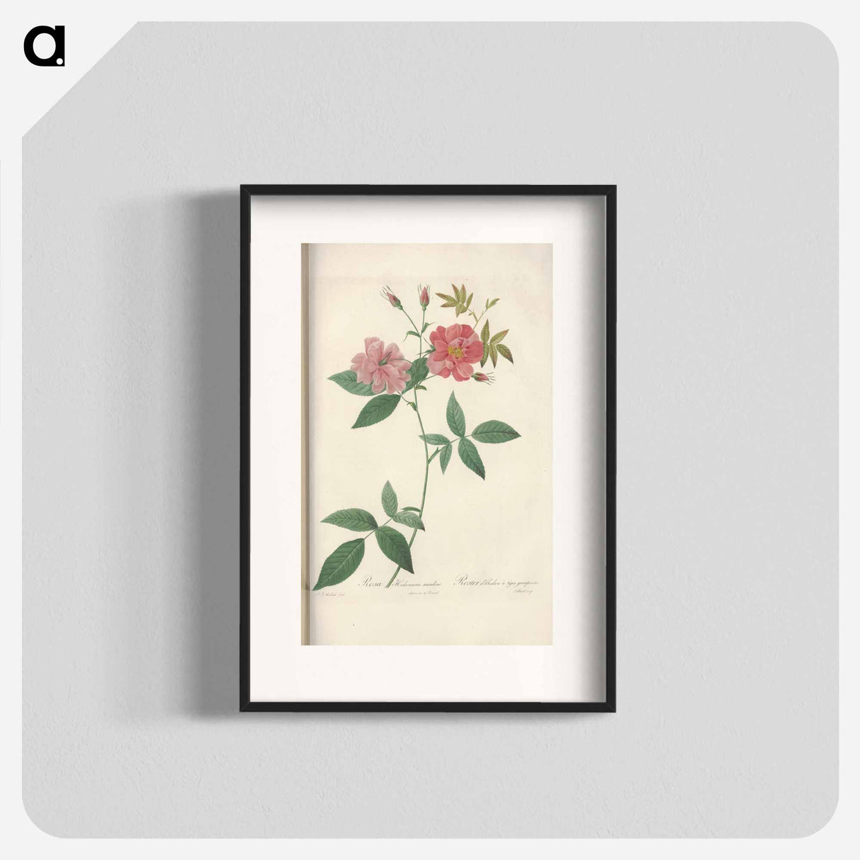 Rose illustration - Pierre Joseph Redouté Poster.