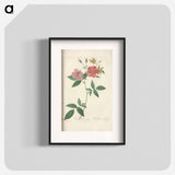 Rose illustration - Pierre Joseph Redouté Poster.