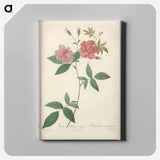 アートパネル-Rose illustration - ピエール ジョゼフ ルドゥーテ Canvas.