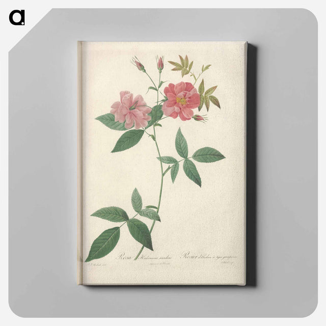 アートパネル-Rose illustration - ピエール ジョゼフ ルドゥーテ Canvas.