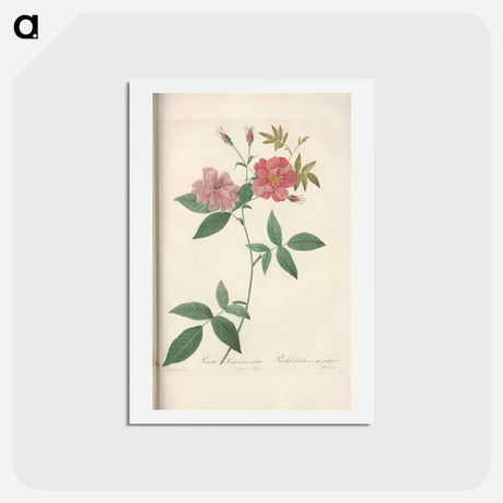 アートポストカード-Rose illustration - ピエール ジョゼフ ルドゥーテ Postcard.