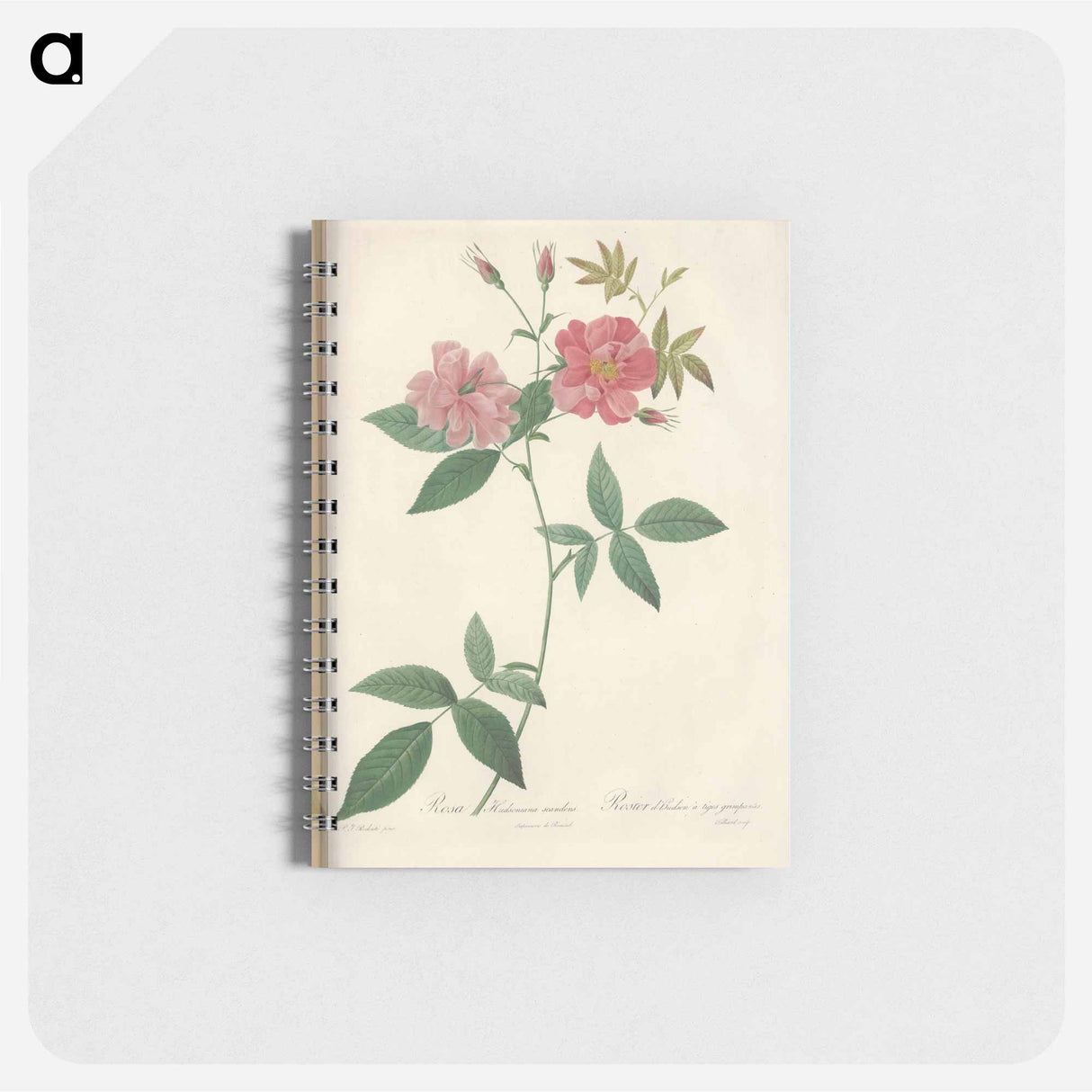 アートメモ帳-Rose illustration - ピエール ジョゼフ ルドゥーテ Memo.