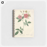 アートメモ帳-Rose illustration - ピエール ジョゼフ ルドゥーテ Memo.