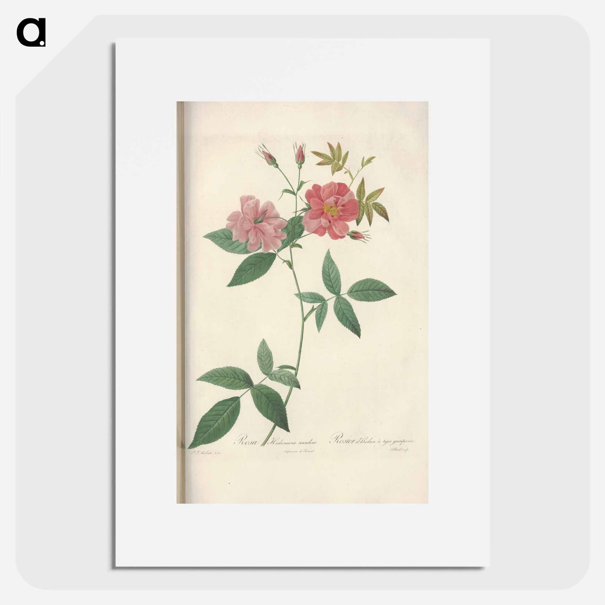 Rose illustration - Pierre Joseph Redouté Poster.