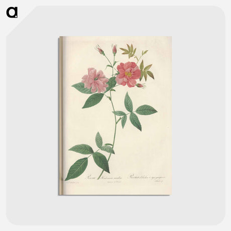 アートポストカード-Rose illustration - ピエール ジョゼフ ルドゥーテ Postcard.